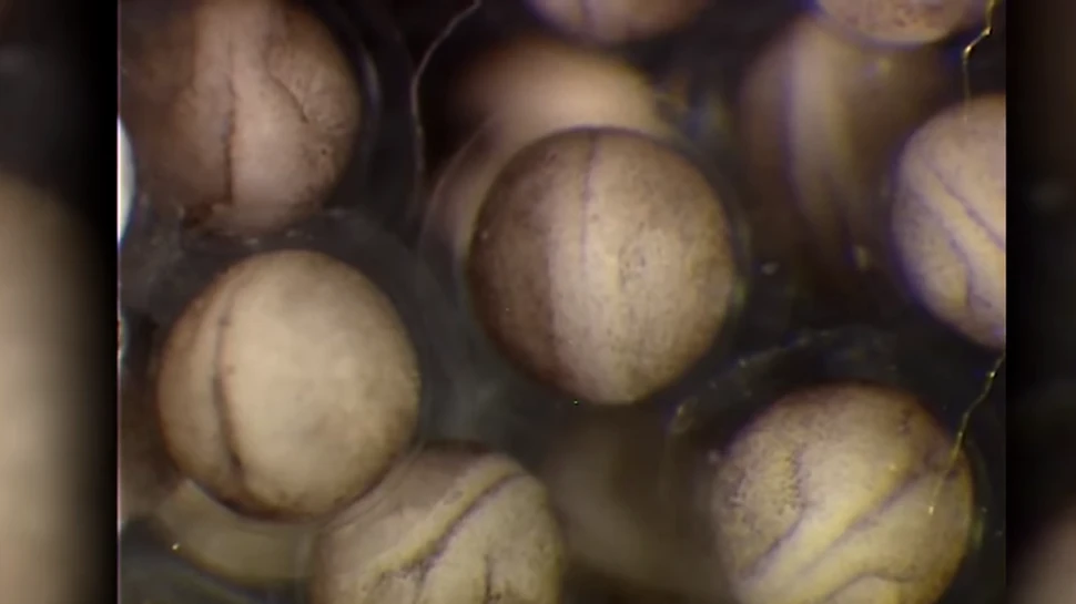 Cum poate o singură celulă să dea naştere unui întreg organism –  VIDEO