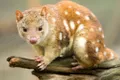 O specie de marsupiale, pe cale de dispariție pentru că se împerechează prea mult