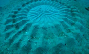 Povestea misterioaselor cercuri subacvatice, în sfârşit dezvăluită (FOTO)