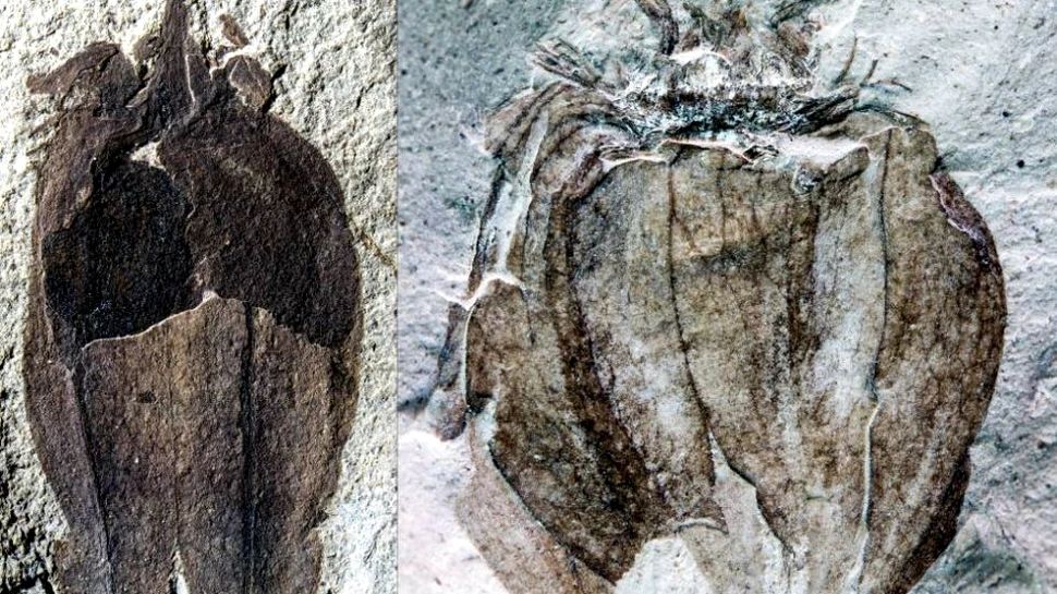 Un fruct fosilizat, vechi de peste 50 de milioane de ani, a fost descoperit în Patagonia, din sudul Americii de Sud