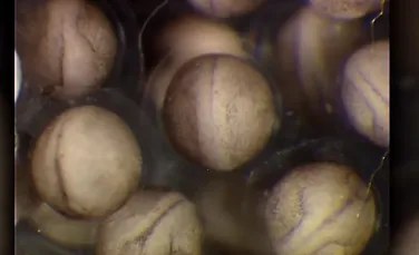 Cum poate o singură celulă să dea naştere unui întreg organism –  VIDEO