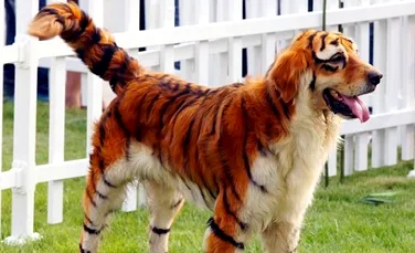Chinezii isi transforma cainii in animale exotice