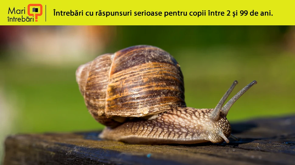 De ce apar melcii după ploaie?