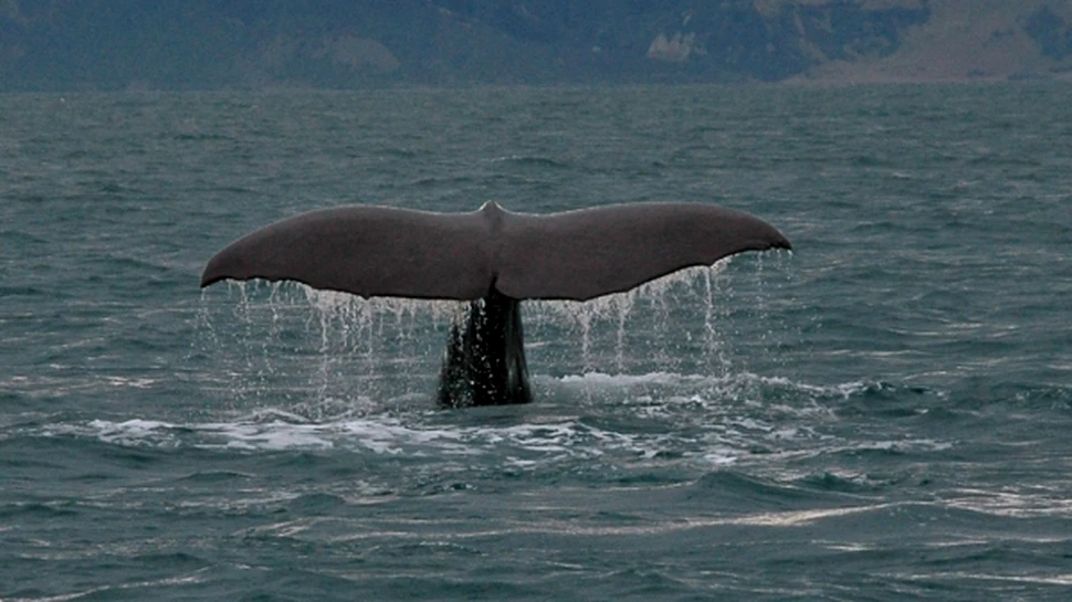 Islanda da startul vanatorii de balene