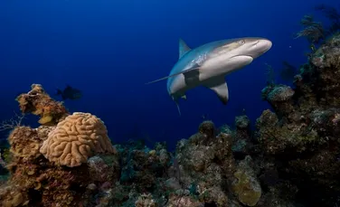 Rechinii au ajuns la stadiul de „dispariție funcțională” în 19% dintre recifele din oceanele lumii