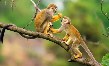 Maimuţele pot articula sunete, dar nu pot fi înţelese. Care este problema?