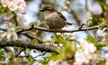 Cântecul păsărilor, tot mai redus din cauza pierderii de biodiversitate