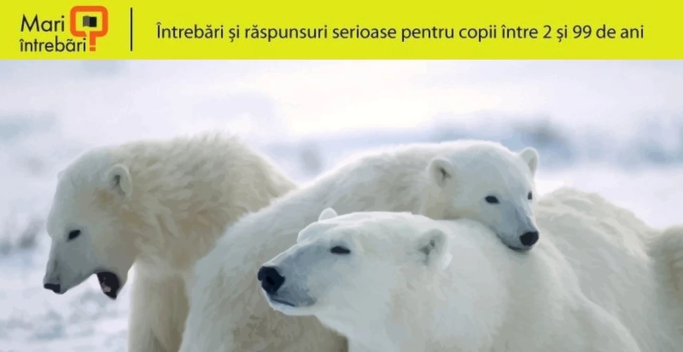 Hibernează urşii polari?