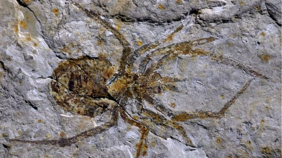 Înşelătorie? O fosilă a unui păianjen gigant s-a dovedit a fi o fosilă de rac pe care au fost pictate picioare