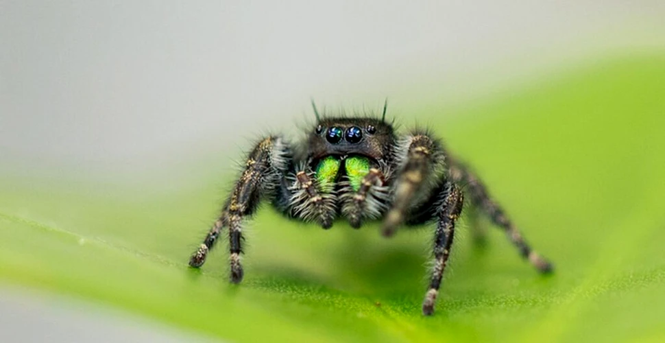 Oamenii de știință au descoperit că păianjenii își pierd vederea atunci când mor de foame