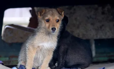 Ce amendă a primit o femeie care a abandonat patru pui de câine?