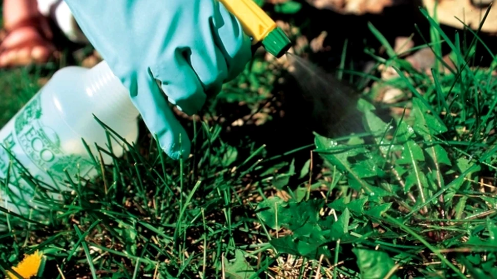 Expunerea femeilor însărcinate la pesticide afectează dezvoltarea fătului