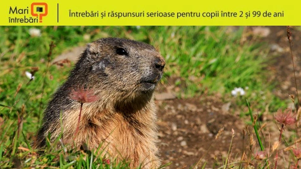 De ce hibernează animalele?