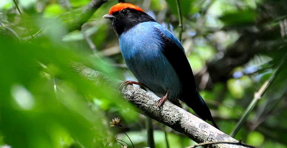 În următorii 90 de ani am putea pierde 900 de specii de păsări tropicale
