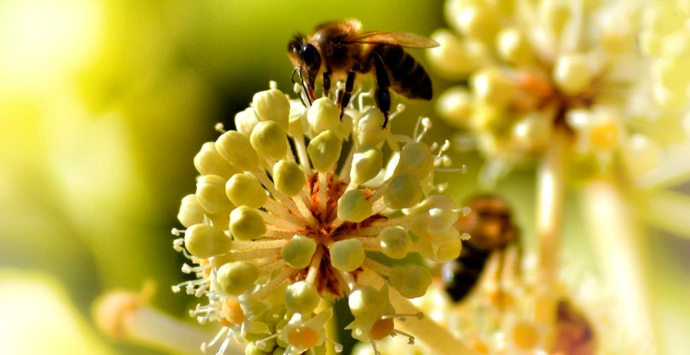 Biologii au realizat o descoperire care poate salva albinele de la dispariţie
