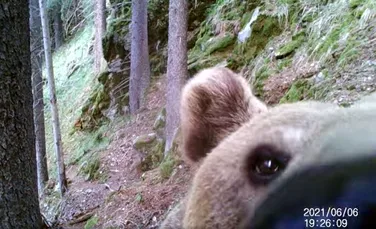 Imagini amuzante cu un urs care descoperă o cameră de monitorizare a faunei în Parcul Național Retezat