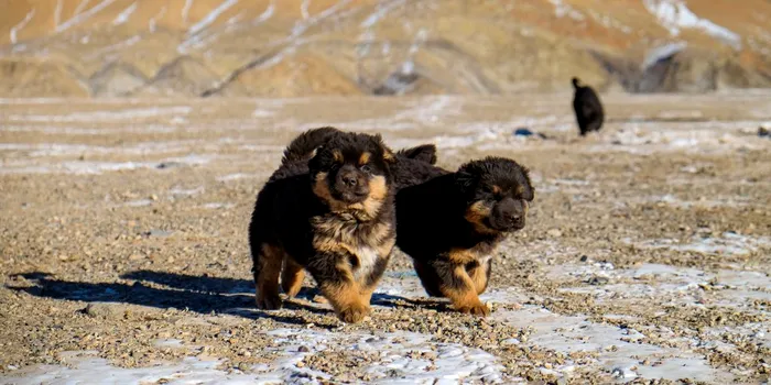 Câinii bankhar, gardienii antici care ar putea salva stepa Mongoliei
