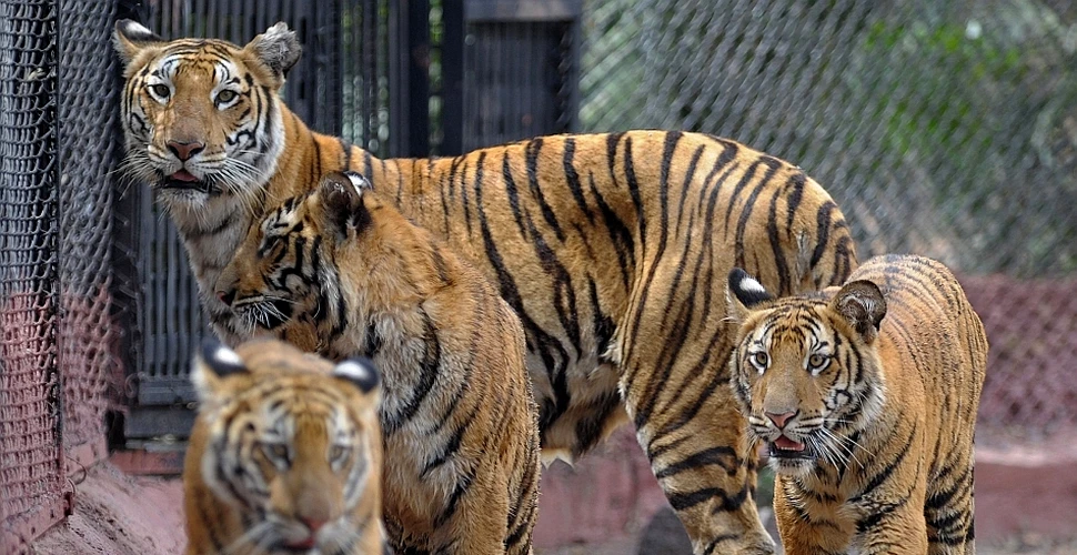 Tentativă de suicid eşuată, din cauza lipsei de interes a tigrilor dintr-o grădină zoologică