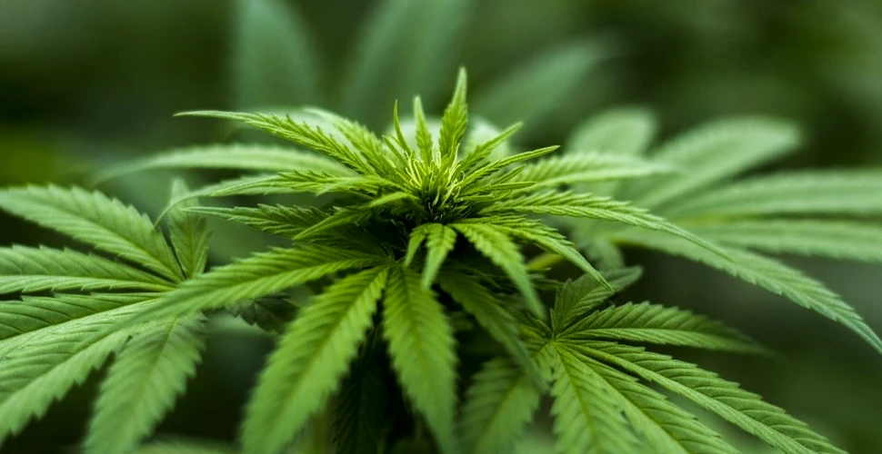 La doar două zile de la legalizare, stocurile de marijuana din Canada erau pe terminate