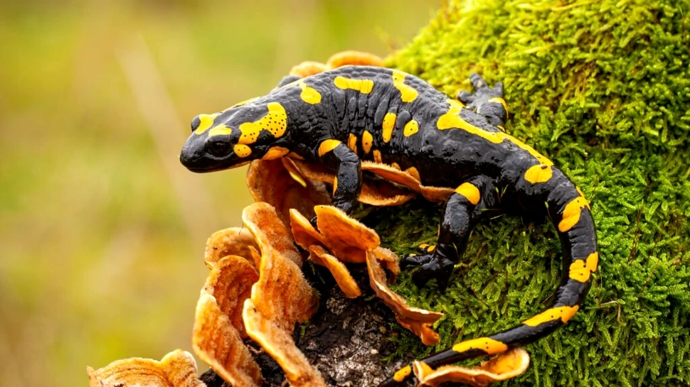 Cercetătorii au aflat de ce unora dintre salamandre le place frigul