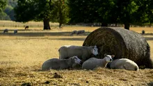 Animalele sălbatice, victime tăcute ale valurilor de căldură