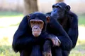 Modul în care cimpanzeii își mișcă buzele similar cu limbajul uman