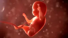 În ce moment devine conștient un făt în curs de dezvoltare? S-ar putea să fim aproape de un răspuns!