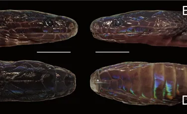 Șarpe iridescent cu solzi ciudați, care aparține unui gen foarte rar, descoperit în Vietnam