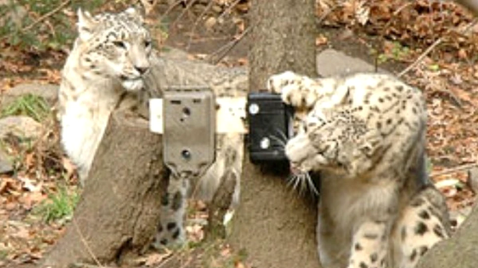 Animale rare fotografiate cu camera-trap (FOTO)