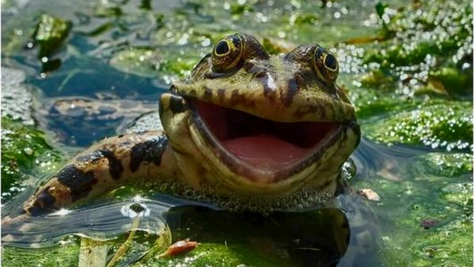 Cele mai amuzante imagini, din 2016, cu animale