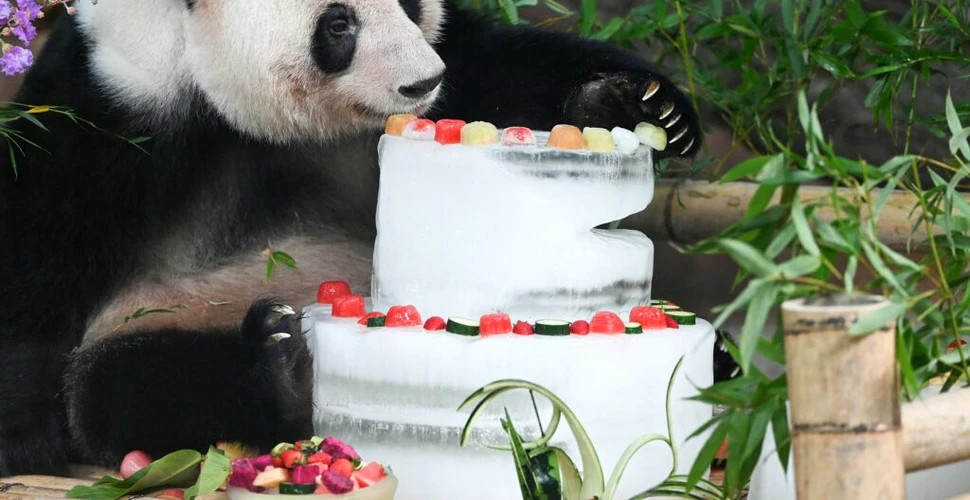 Cel mai bătrân mascul de urs panda a murit. Avea echivalentul a 105 ani în vârstă umană
