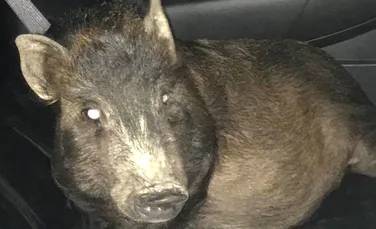 Întâmplare ciudată în SUA: un bărbat a fost urmărit noaptea de un porc. A scăpat doar după ce a sunat la poliţie