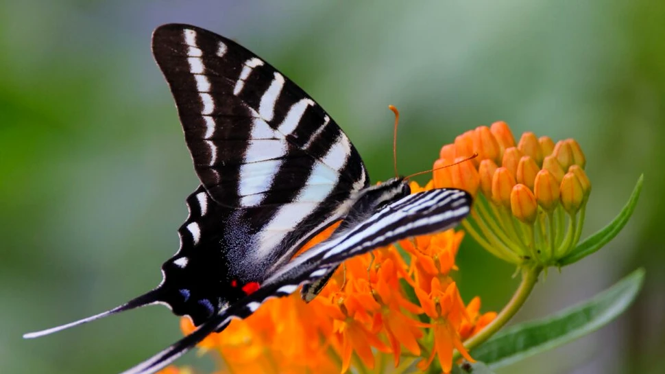 Iedera, una dintre cele mai vizitate plante de insectele polenizatoare