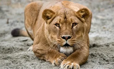 Leii, gheparzii şi leoparzii ar putea dispărea în următorii 15 ani