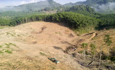 Pădurea amazoniană, defrișată pentru construirea unei autostrăzi înainte de COP30