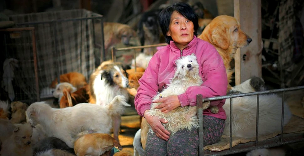 100 de câini urmau să fie mâncaţi la un festival din China. Sacrificiile făcute de această femeie pentru a-i salva – GALERIE FOTO