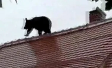 Soluţie revoltătoare la Sibiu! Au împuşcat ursul pentru că nu ”s-a reuşit tranchilizarea lui” – VIDEO
