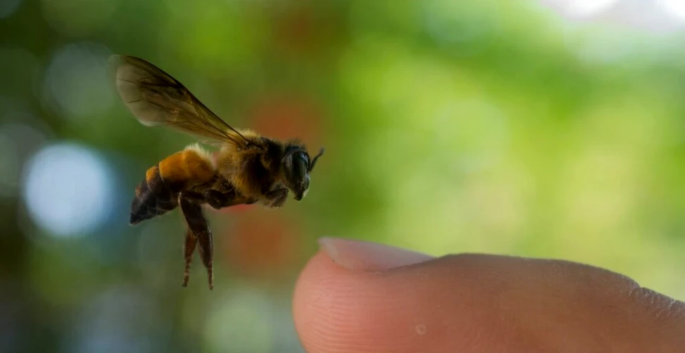 Albinele mor într-un ritm îngrijorător