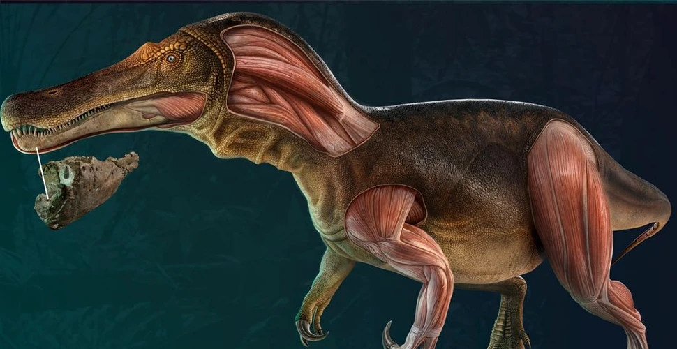 Cercetătorii au descoperit o specie unică de dinozaur. Cum arăta prădătorul?
