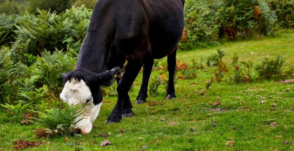 Fermierii au început să crească vaci rezistente la căldură