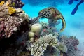 Omenirea a pierdut peste 50% din Marea Barieră de Corali. Ce îi îngrijorează cel mai mult pe oamenii de știință