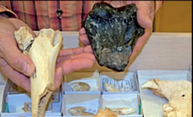 Tigrul fosil, de dimensiunea unui cal, descoperit Marea Nordului