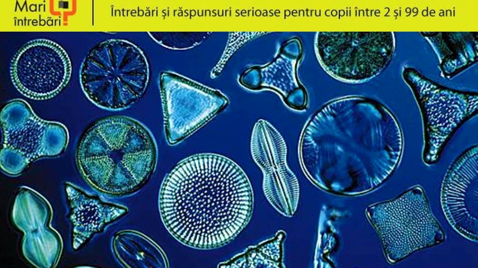 Ce sunt diatomeele? FOTO