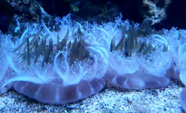 Meduzele ațipesc la fel ca noi, iar acest lucru ar putea explica originile somnului