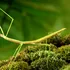 Insectele dispar din cauza agriculturii, arată o nouă cercetare