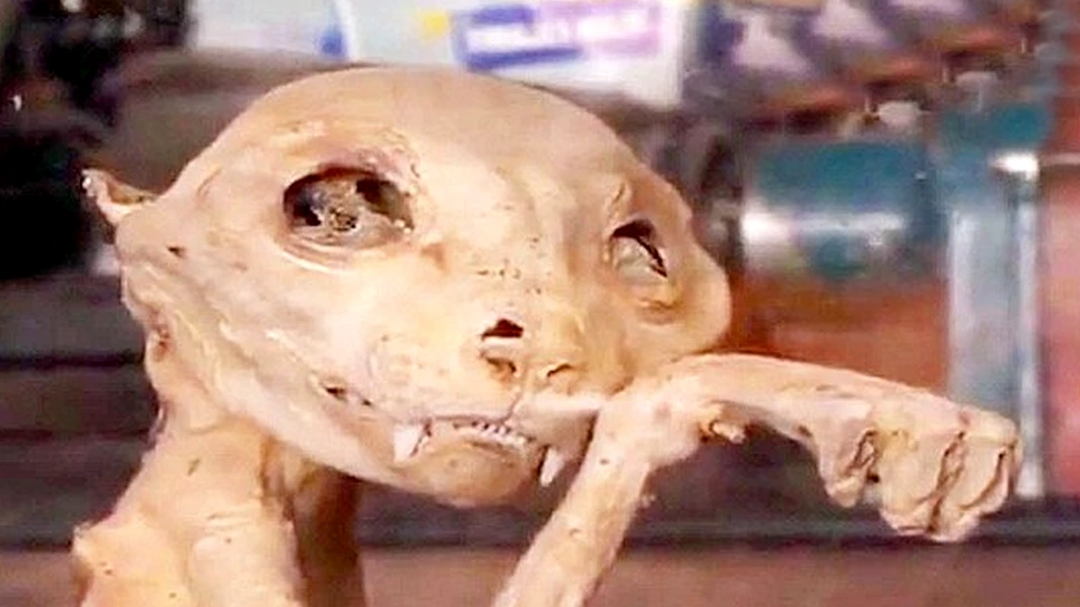 O descoperire bizară făcută în Turcia derutează oamenii de ştiinţă. A fost ”ascunsă” secole într-un subsol – FOTO