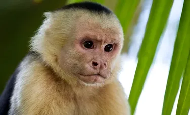 Maimuţele capucin au trecut prin propria Epocă de Piatră în ultimii 3.000 de ani