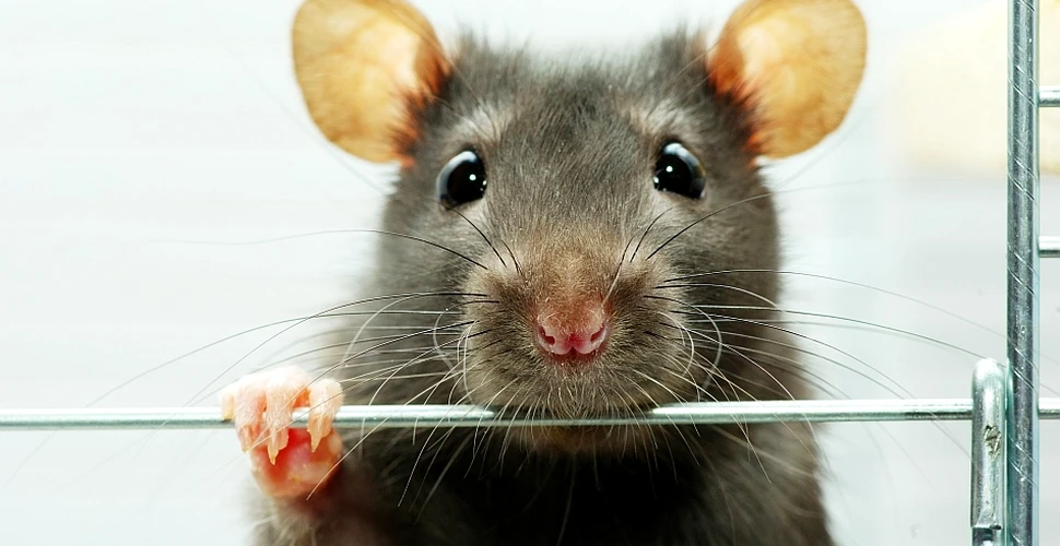 Marea Britanie este invadată de şobolani mutanţi, cu variaţii genetice ce-i fac imuni la otravă