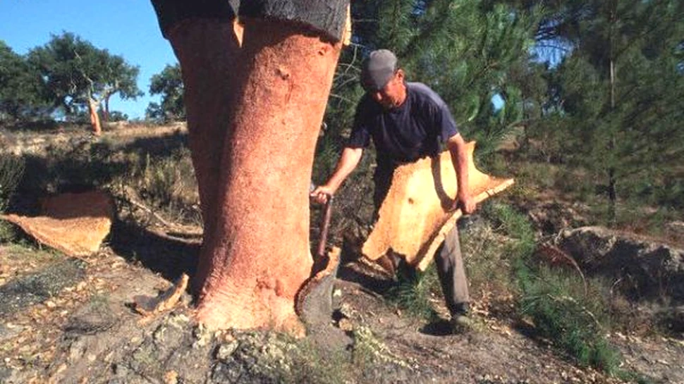 Masinariile zburatoare ale viitorului: avionul din pluta
