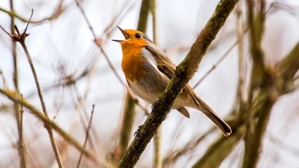 Cele mai des folosite insecticide otrăvesc păsările cântătoare